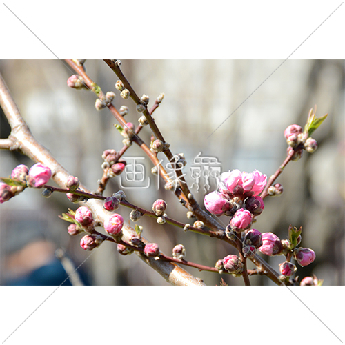 ピンクの梅の花の写真素材 画像衆 デザインを簡単レベルアップ 写真 模様 イラストのダウンロードサイト