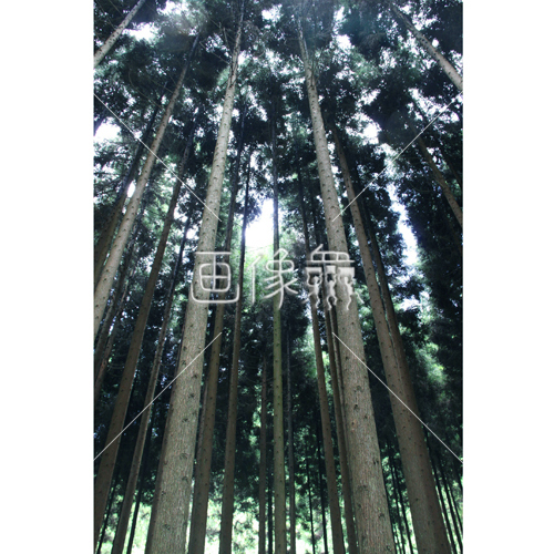 森林の写真 画像衆 デザインを簡単レベルアップ 写真 模様 イラストのダウンロードサイト