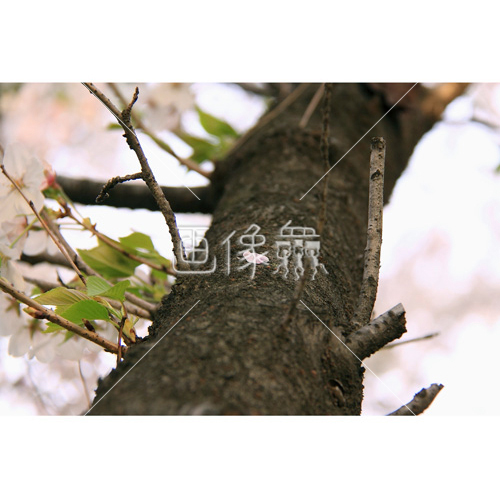 桜の木の写真 画像衆 デザインを簡単レベルアップ 写真 模様 イラストのダウンロードサイト