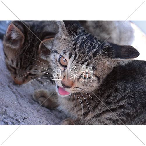 じっと見つめる猫の写真素材 画像衆 デザインを簡単レベルアップ 写真 模様 イラストのダウンロードサイト